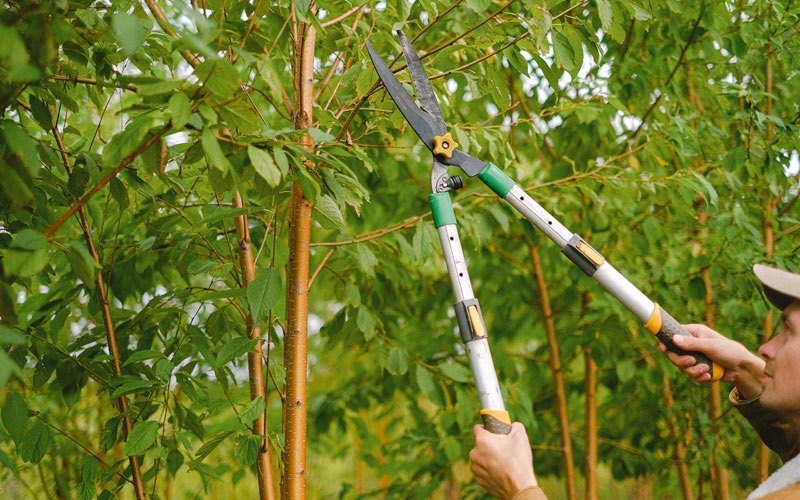 Tree trimming in Noorvik, AK